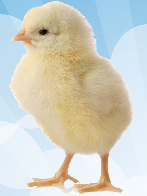 Chick