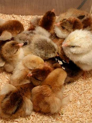 Chick